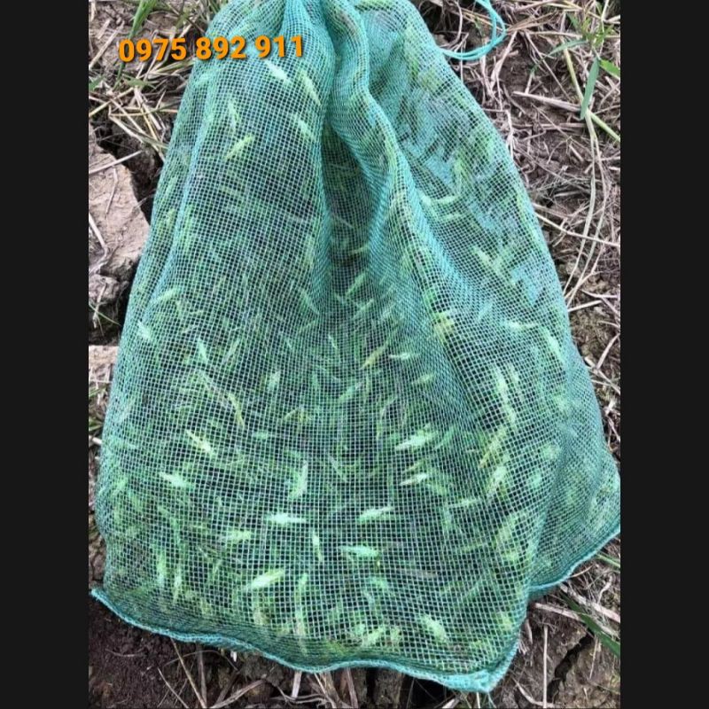 VỢT CÀO CÀO - CHO CHIM CẢNH ĂN