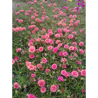 com bo 5 cành hoa mười giờ