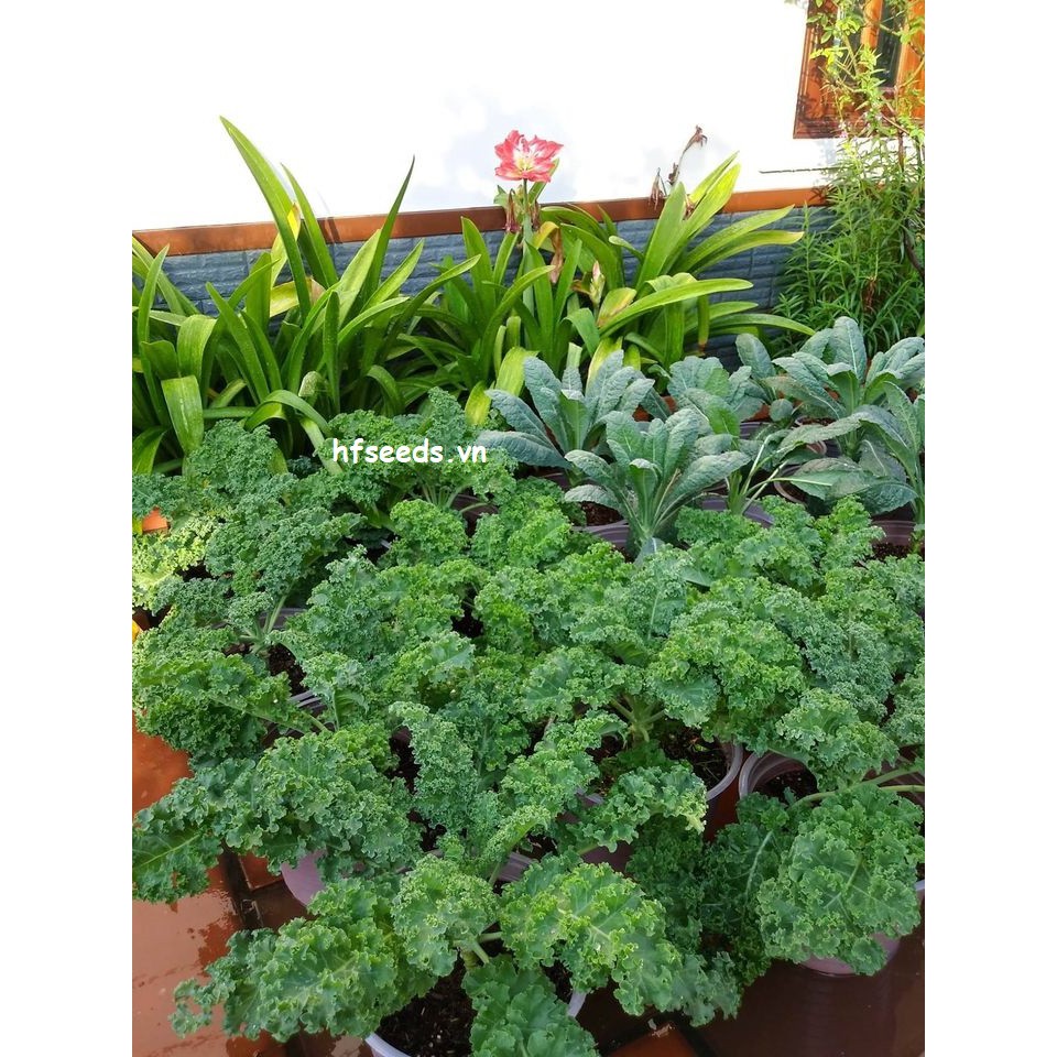 Gói 25 hạt giống cải xoăn kale Mỹ Starbor - loại kale ngon nhất trong các loại kale