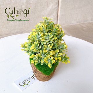 Chậu Cây Giả Thông Tuyết Mini Cắm Sẵn