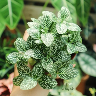 Lá may mắn - Cẩm nhung - Fittonia xanh | Cây để bàn làm việc