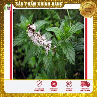 Hạt giống cây Bạc Hà Tây 1gr
