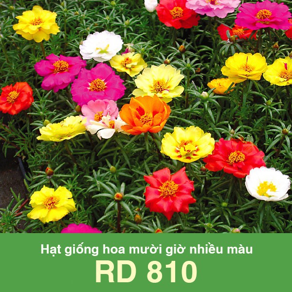 Hạt giống hoa mười giờ nhiều màu RD 810 có thể trồng quanh năm (Vườn Sài Gòn - Vuon Sai Gon)
