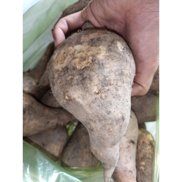 1Kg-khoai lang sữa mới nhổ