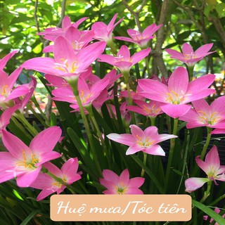 cây Huệ mưa/Tóc tiên  (combo 10 củ/15k)