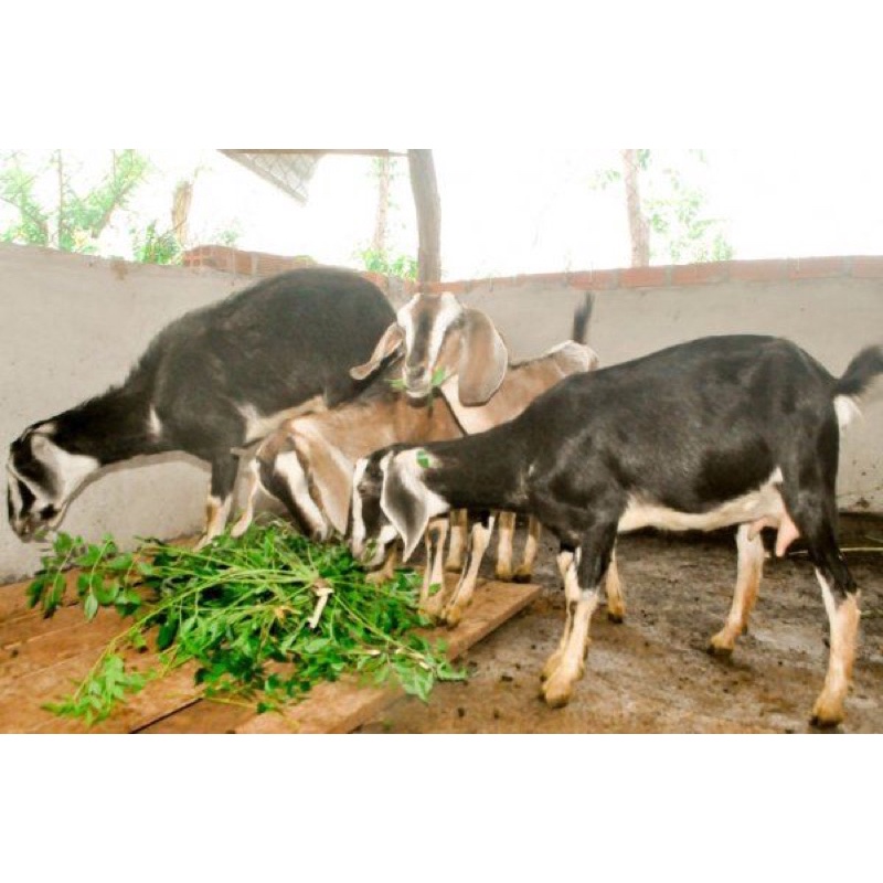 Phân Dê Ninh Thuận - Gói 1kg