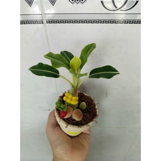 Chậu chuối đất sét mini