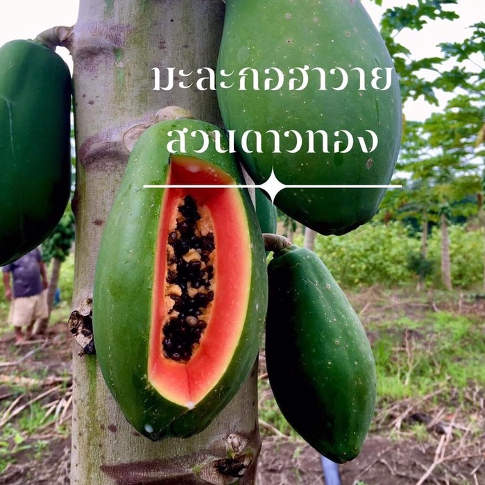 HẠT GIỐNG ĐU ĐỦ DA XANH RUỘT ĐỎ F1