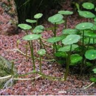 RAU MÁ DÙ Thủy Sinh ( 5 cốc)