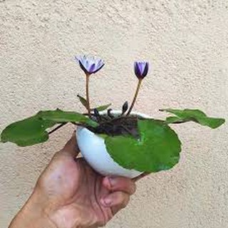 HẠT GIỐNG SÚNG THÁI MINI GÓI 5 HẠT