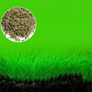 cỏ thủy sinh ngưu ma chiên ( siêu nhiều)