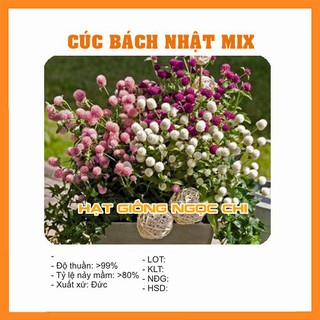 Hạt Giống Hoa Cúc Bách Nhật - 100 Hạt
