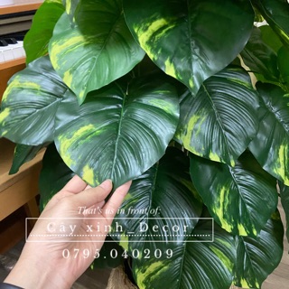 Cây trầu bà cao cấp 110cm