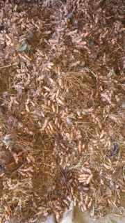 Tinh bột nghệ nguyên chất 500g