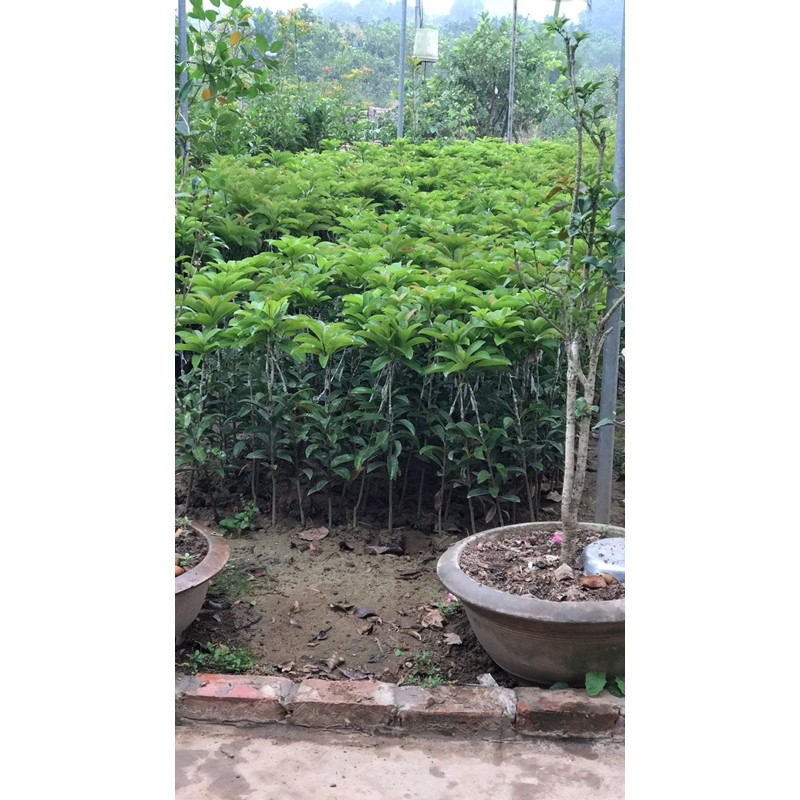 Cây Hồng Xiêm Xoài cao 70cm trở lên