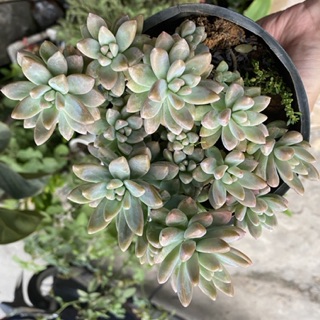 SEN ĐÁ PHA LÊ LỚN 15-18CM