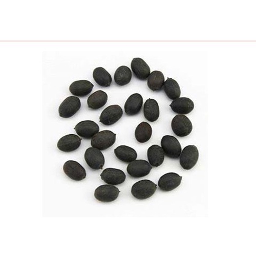 Hạt Giống Hoa Sen Mini Nhật Bản - 10 Màu Siêu dễ trồng