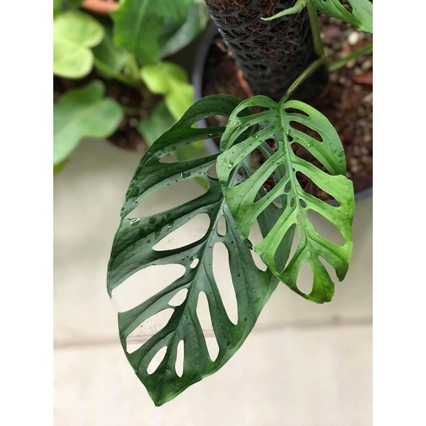 Cây lá lỗ đột biến adansonii var adansonii