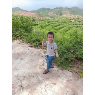 cây giống lan tỏi