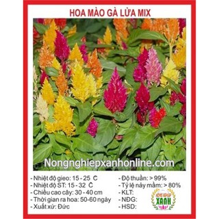 Hạt giống hoa Mào gà lửa mix 100H