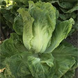2gram HẠT GIỐNG XÀ LÁCH ROMAINE