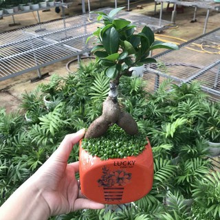 Cây si ghép để bàn trang trí