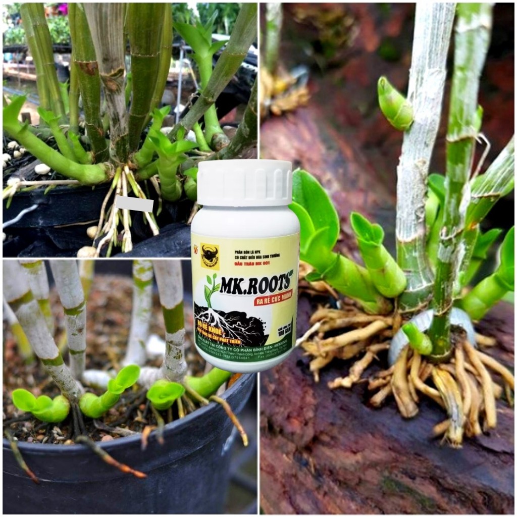 Phân bón đầu trâu MK ROOT 100g - Ra Rễ Cực Mạnh - Chuyên dùng cho phong lan - Cây kiểng