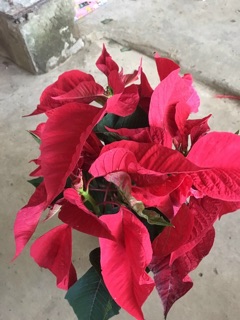 Cây trạng nguyên lá đỏ