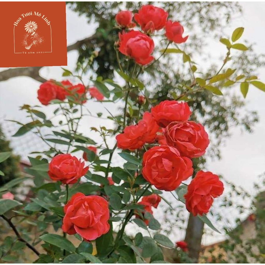 Cây hoa hồng trứng hồng, đỏ cam bầu đất rễ khỏe nhiều nụ và hoa siêu hot-HoaTuoiMeLinh