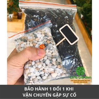 [ Quà Tặng Kèm ] Cây hạnh phúc bonsai