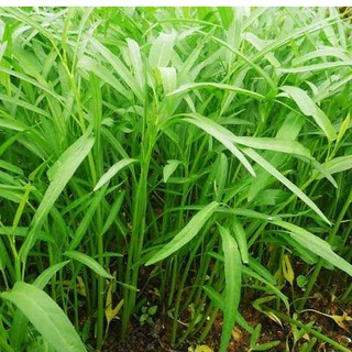 Hạt Giống Rau Muống Lá Tre cao sản - Gói 50gram