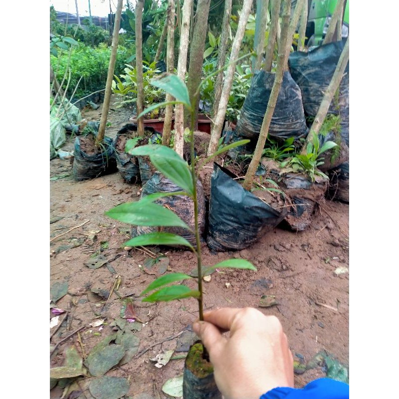 COMBO 2 CÂY QUẾ GIỐNG LÀM GIA VỊ MỖI NGÀY