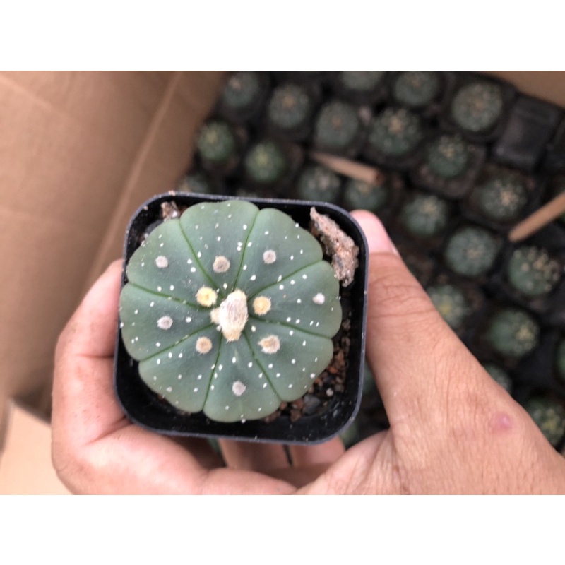 Xương Rồng ASTER Hàng Hạt, Size Chậu 5.5 cm, 1 đổi 1