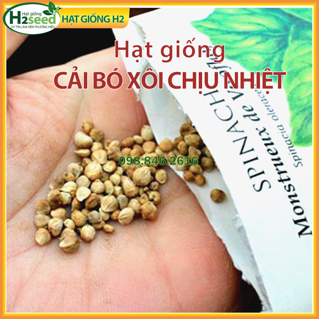 Gói 20g Hạt giống rau cải bó xôi chịu nhiệt - Rau chân vịt chịu nhiệt.