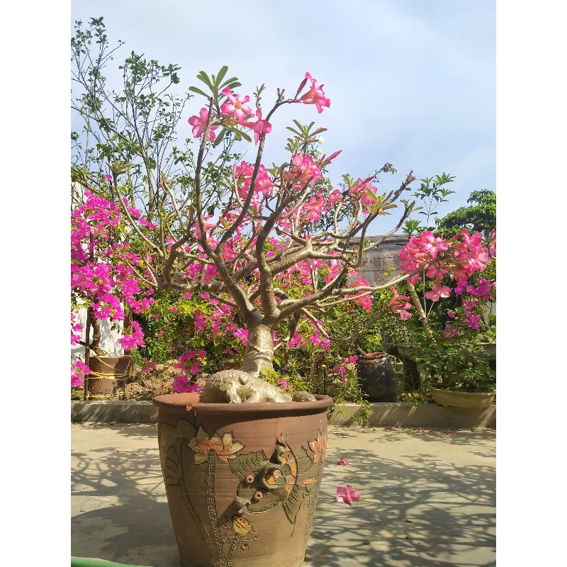 cây hoa sứ - cây hoa sứ ta - hoa sứ củ to