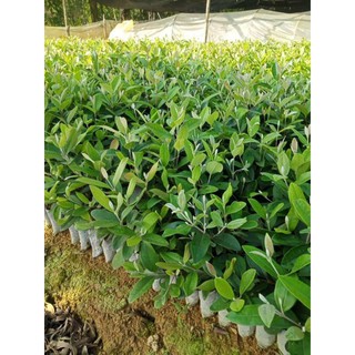 cây giống sim rừng