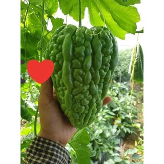 MƯỚP ĐẮNG TRÁI TIM