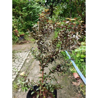 cây ổi đỏ tím đang trái