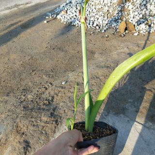 Cây Lan Huệ Đỏ