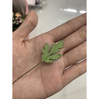 Set lá cúc tana có gân