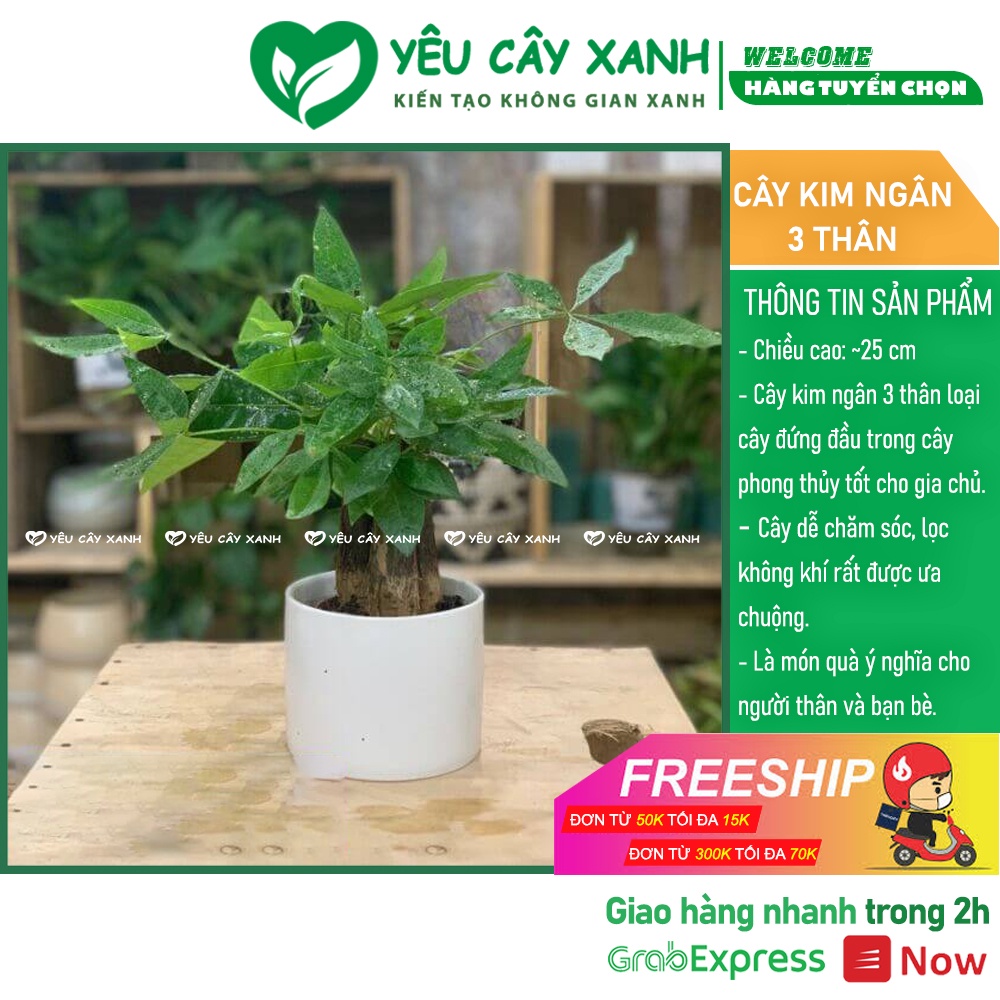 Cây Kim Ngân ba thân - Kim Ngân tam lộc để bàn