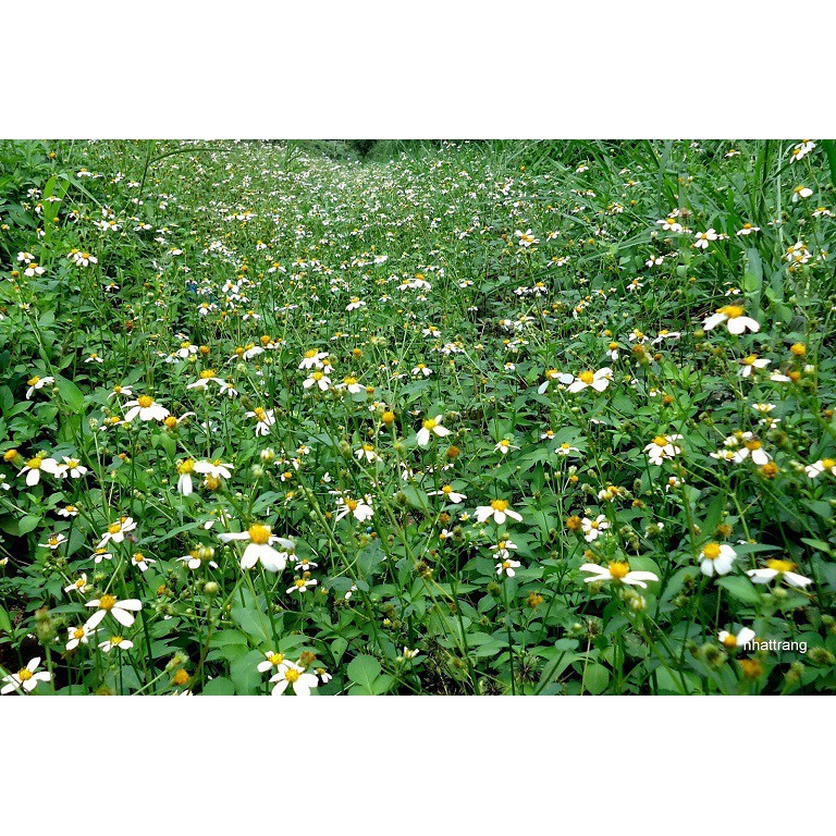 1,4kg/lit Mật ong nguyên chất hoa Bạc Hà, Nhãn, Cà phê, Hoa Rừng Đắc Lắc chai pet SỈ&LẺ