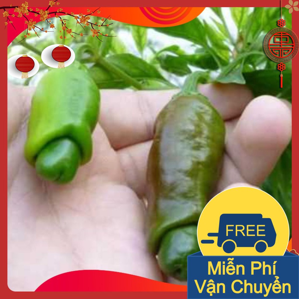 Combo 3 Gói Hạt Giống Ớt Cu Tý