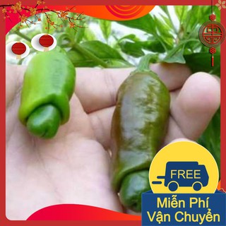 Combo 3 Gói Hạt Giống Ớt Cu Tý