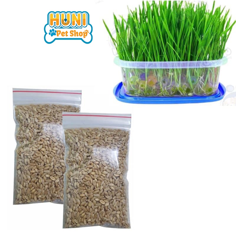 Hạt giống cỏ mèo - hạt giống cỏ lúa mạch làm thức ăn cho chó mèo nhập Italy nẩy mầm &gt;98% - bịch 50g