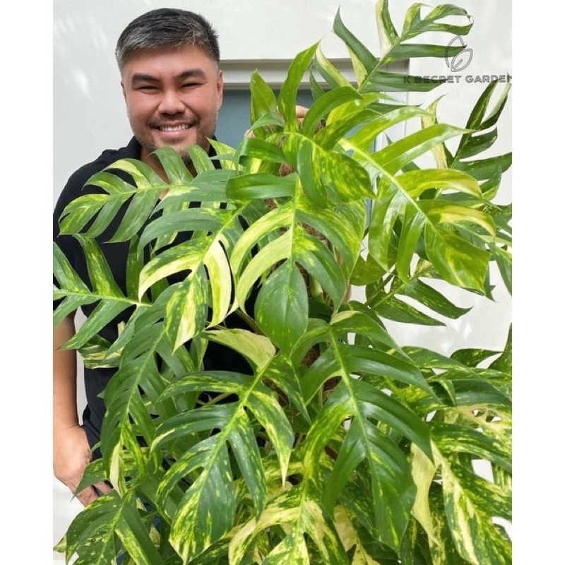 Cây trầu bà xẻ vàng/ Epipremnum Pinnatum Aurea.🍀🌱