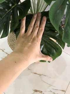 Cây trầu bà lá xẻ 65cm