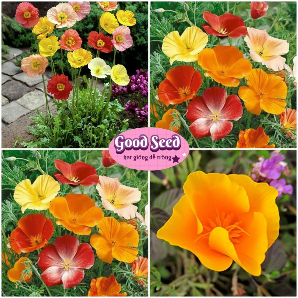 ✨Giống Tốt✨ HẠT GIỐNG Hoa Poppy Nhiều Mầu - Hoa Kim Anh Gói 100 Hạt