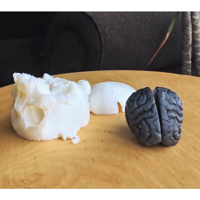 Mô hình đầu lâu lắp não rời trang trí - IN3D.INDINI