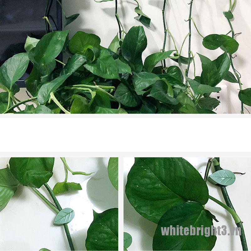 Bộ 10 Kẹp Cố Định Cây Leo Tự Dính Tiện Dụng